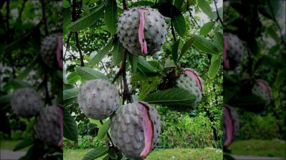 Exotické ovoce: Ilama